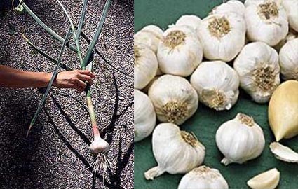 Garlic Allium sativum